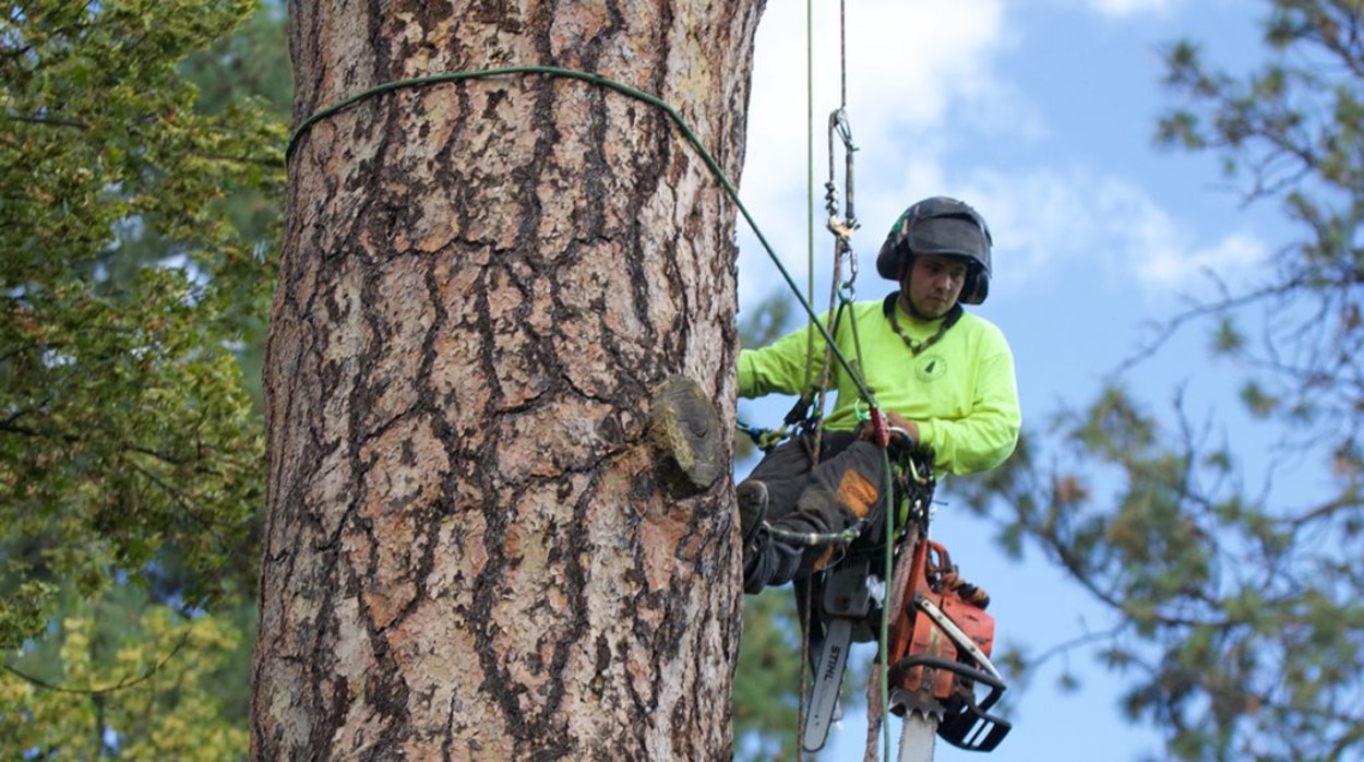 Ensuring Arboricultural Expertise: Selecting the Best Tree Service Provider