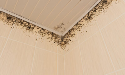 Mold Matters: Health Risks and Prevention Strategies for Homeowners