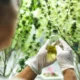 Understanding the Intricacies of Cannabis Potency and Testing