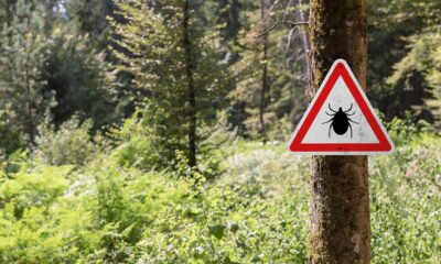 Tick Hotspots: Where to Avoid for a Bite-Free Adventure