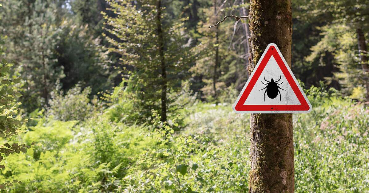Tick Hotspots: Where to Avoid for a Bite-Free Adventure