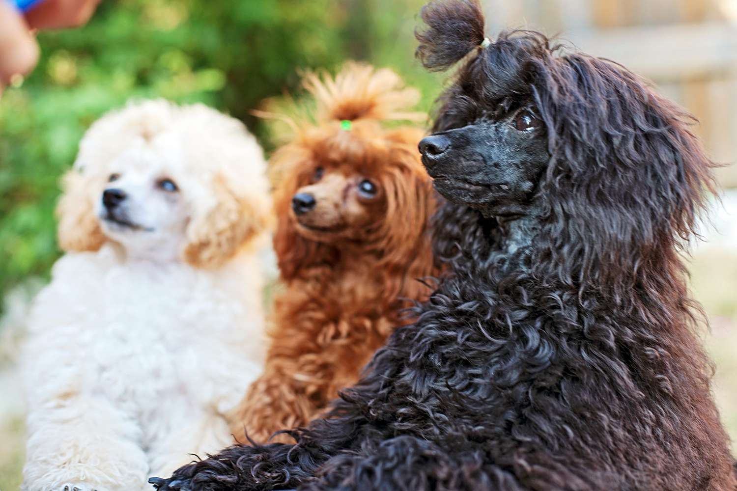 Top Considerations When Choosing a Toy Poodle Puppy