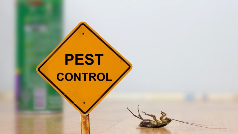 Rental Pest Control: Your Rights and The obligations