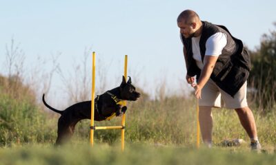 Transforming Your Pup Into a Perfect Pooch: Dog Training Essentials