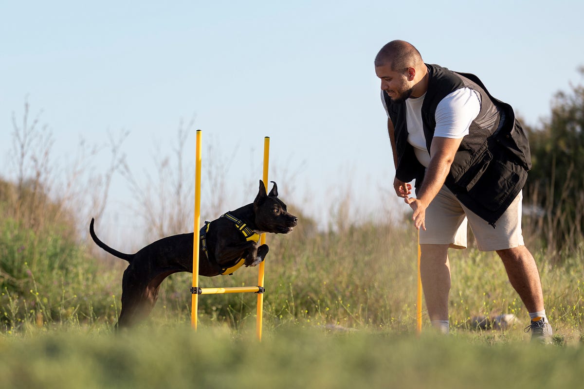 Transforming Your Pup Into a Perfect Pooch: Dog Training Essentials