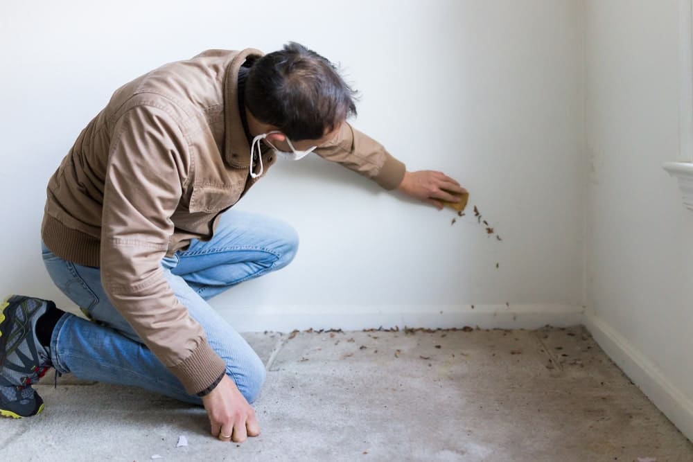 How to Deal with Mold Findings During Home Inspections