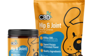 Buy CBD Dog Treats In Bulk This Summer For These Advantages