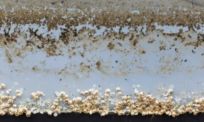 Practical Steps for Regular Maintenance to Prevent Biofouling