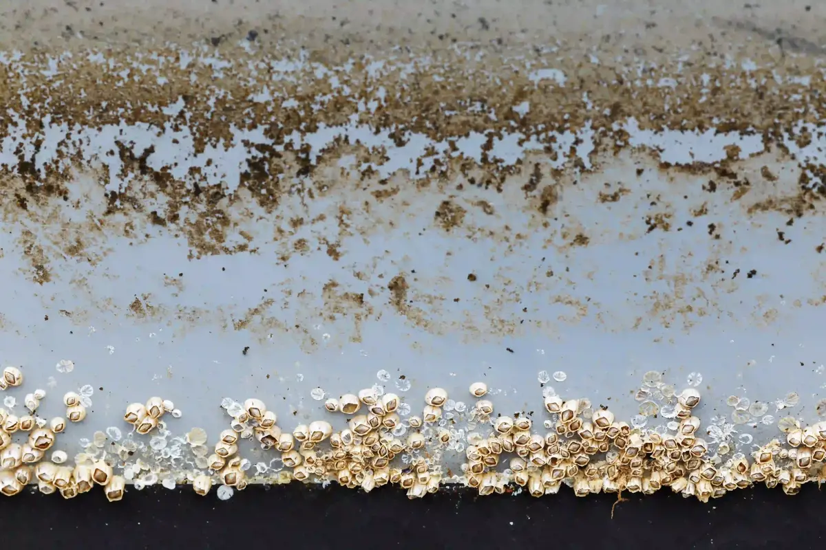 Practical Steps for Regular Maintenance to Prevent Biofouling