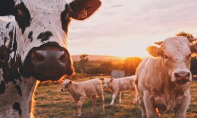 How to Choose the Right Personalized Cattle Tags for Your Ranch