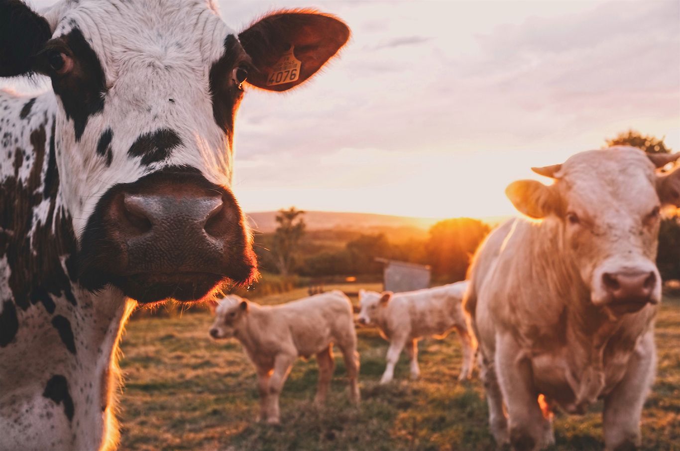 How to Choose the Right Personalized Cattle Tags for Your Ranch