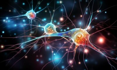 BrainPathJunction: Understanding Neural Pathways and Brain Function