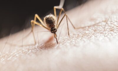 Effective Home Mosquito Control: Strategies and Tips