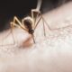 Effective Home Mosquito Control: Strategies and Tips