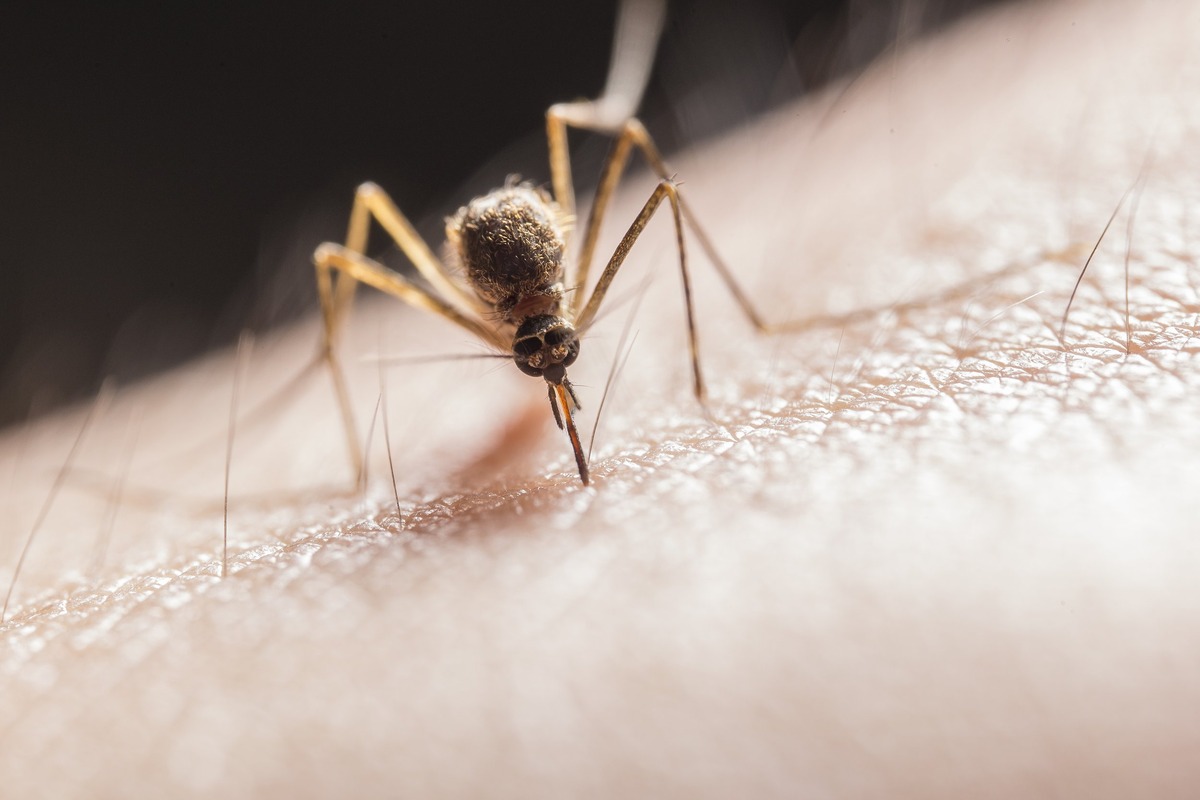 Effective Home Mosquito Control: Strategies and Tips