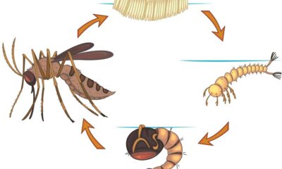 The Life Cycle of Mosquitoes: Understanding How to Stop Them