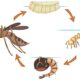 The Life Cycle of Mosquitoes: Understanding How to Stop Them