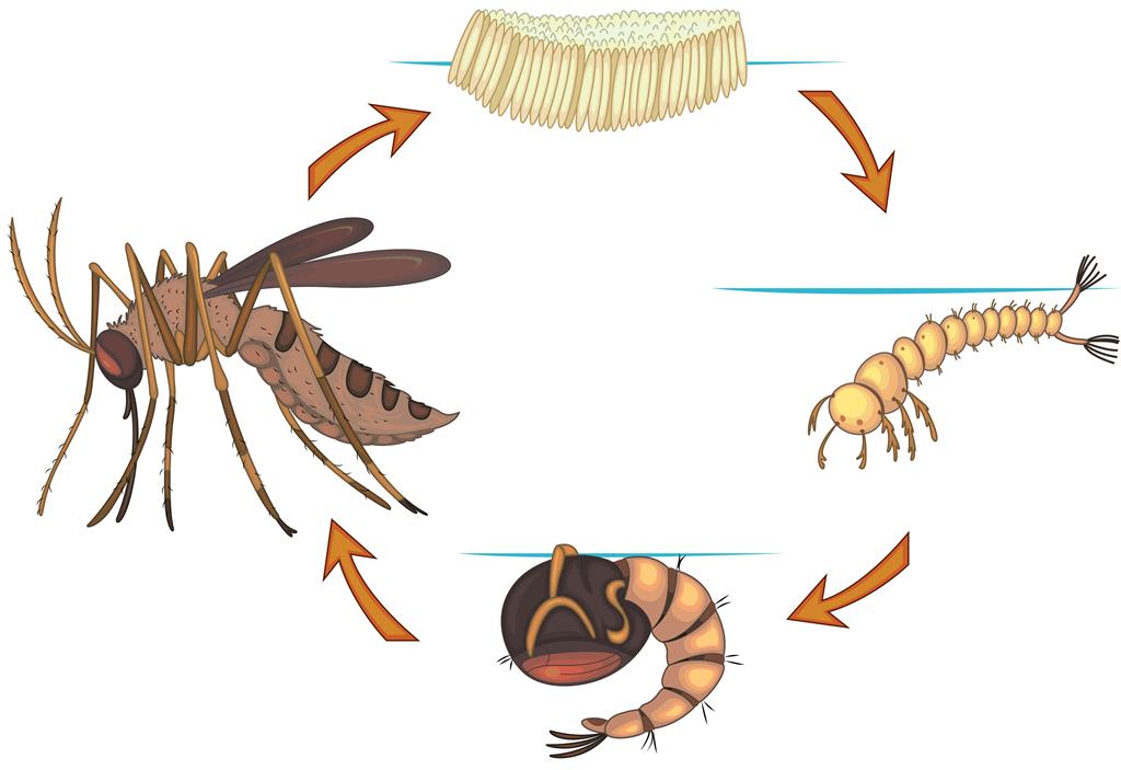 The Life Cycle of Mosquitoes: Understanding How to Stop Them