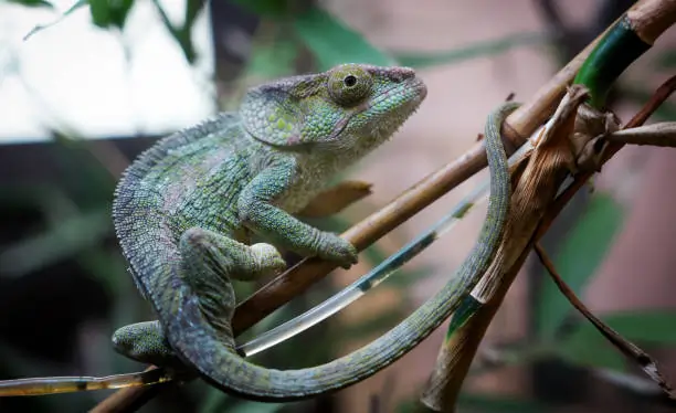 Chameleónovité A Useful Guide For Anyone Wanting To Know This Reptile Family