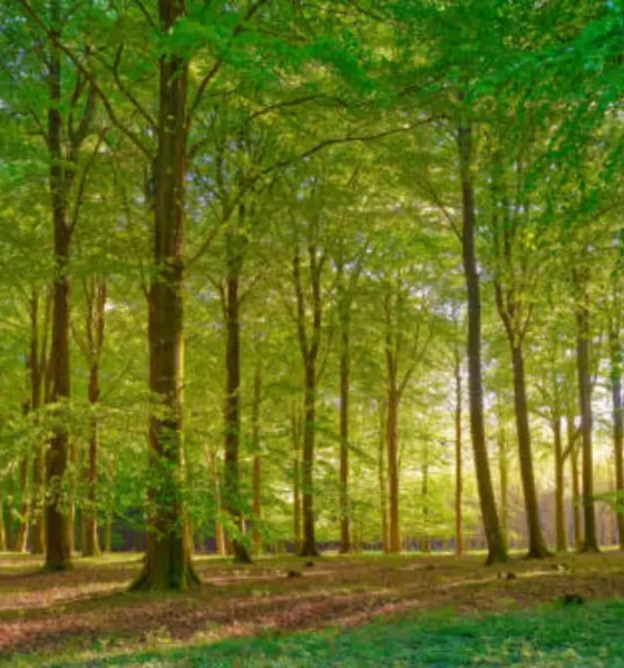 What Is Poieno Everything You Need to Know