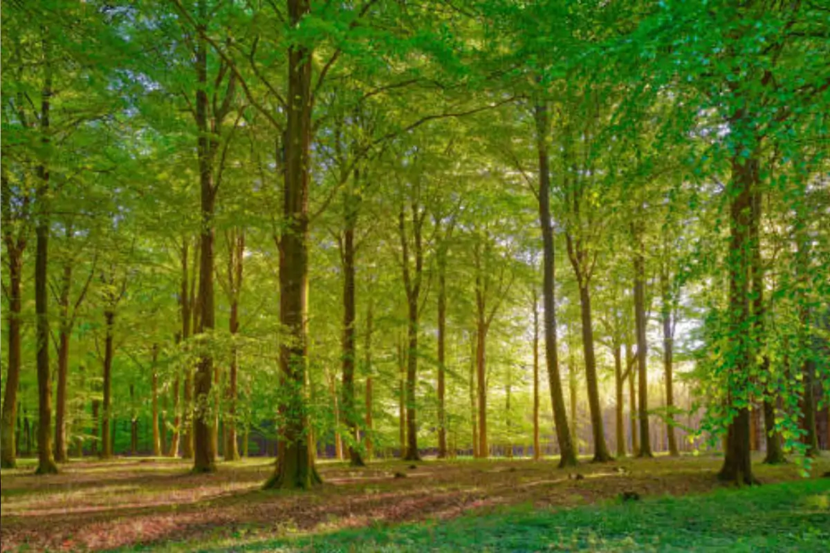 What Is Poieno Everything You Need to Know