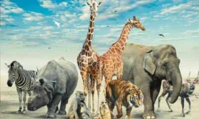 Zooskooñ What You Should Need To Know