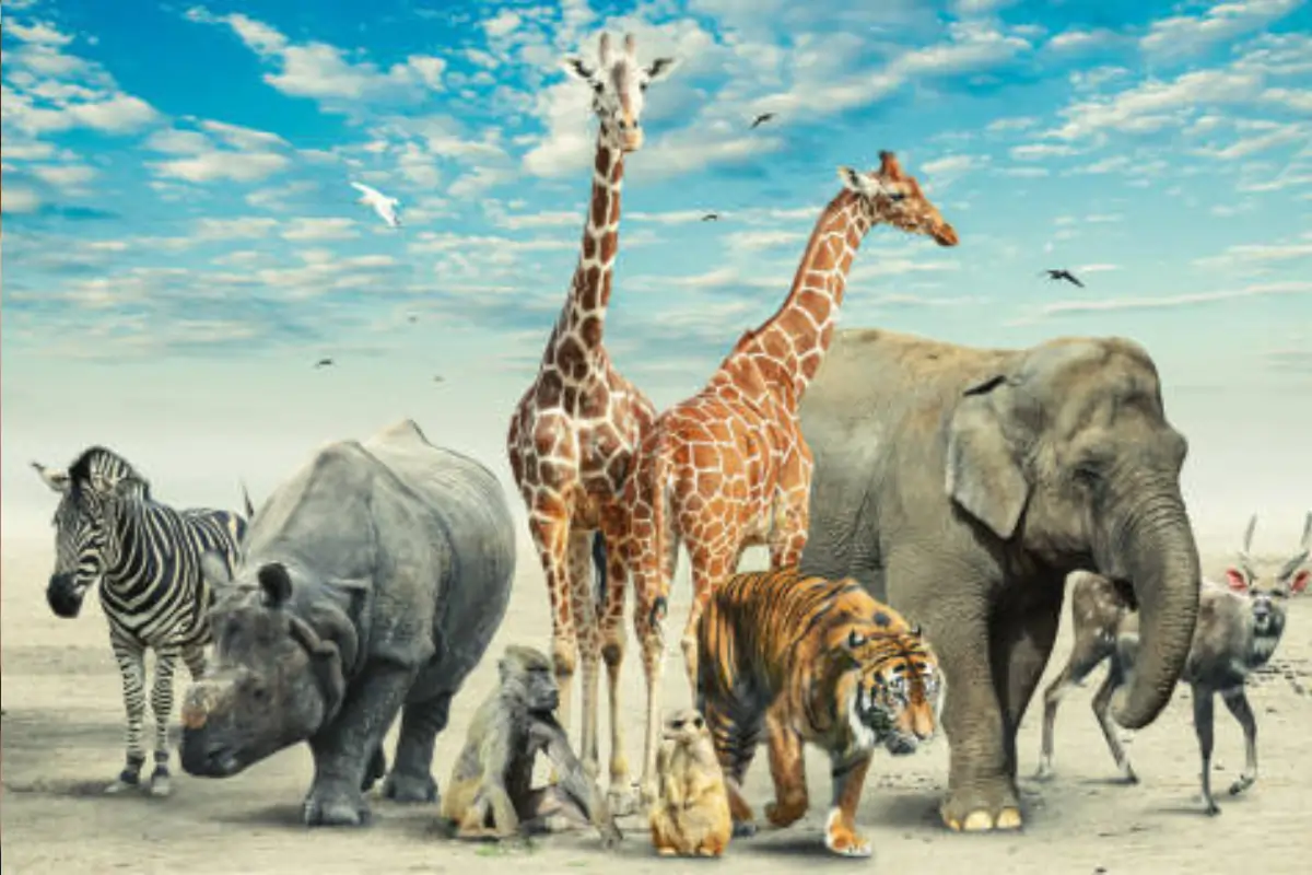 Zooskooñ What You Should Need To Know