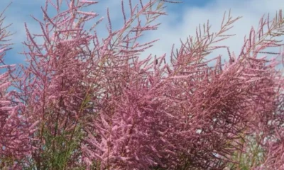 Ракитовица (Tamarix) What It Is, and What Science Actually Knows