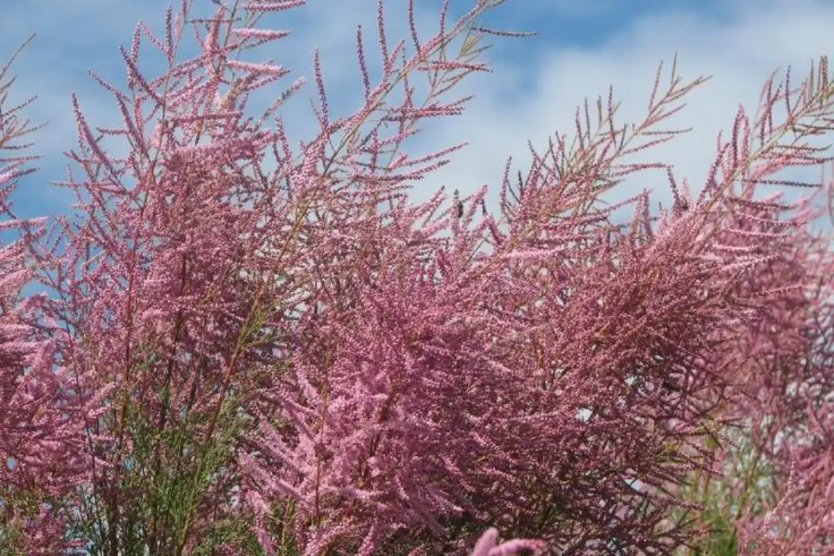 Ракитовица (Tamarix) What It Is, and What Science Actually Knows