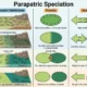 Parapatric speciation